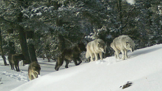 Spanish Man Raised by Wolves Reportedly Finds Human Ways of Life Disappointing